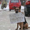 Chó mẹ dùng bảng thông báo để tìm kiếm chó con bị lạc