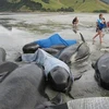 Hàng chục con cá voi hoa tiêu bị chết vì mắc cạn trên bãi biển