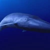 Chú cá voi đáng thương, cô đơn nhất thế giới vì giọng hát quá cao