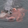[Photo] Cận cảnh màn săn bạch tuộc ấn tượng của chú hải cẩu đói