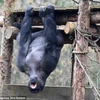 [Photo] Cận cảnh màn "tập thể hình" của chú khỉ đột to lớn