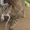 Cuộc chiến thú vị giữa chú mèo và con bạch tuộc dũng cảm