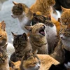 [Photo] Khám phá "hòn đảo mèo" thú vị, đặc biệt tại Nhật Bản