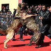 [Photo] Những màn chọi chó đáng sợ trong lễ hội ở Trung Quốc