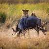 [Photo] Linh dương đầu bò phải bỏ mạng trước đàn sư tử đói