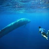 Khám phá tour du lịch mạo hiểm cùng các con cá voi xanh khổng lồ