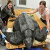 Giải cứu chú rùa biển luýt quý hiếm nặng tới 215kg bị mắc kẹt