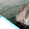 Người phụ nữ mất mạng vì va chạm với cá voi khi đứng trên thuyền