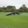 [Video] Chú cá sấu dài 4m gây náo loạn khi bò vào giữa sân golf