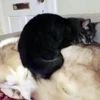 [Photo] Chú mèo nghịch ngợm thích leo lên lưng chó để ngủ 