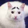 [Photo] Chú mèo "nổi như cồn" nhờ bộ lông mày kỳ lạ, đặc biệt