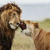 Chuyện ghen tuông của sư tử: Con cái tấn công, con đực chịu trận