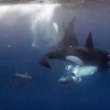 Chú cá voi lưng gù bị hai con cá heo sát thủ tấn công dã man