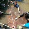 [Photo] Cận cảnh con cá đuối khổng lồ ở Thái Lan nặng hơn 360kg