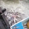 [Video] Cảnh tượng xâu xé đáng sợ của loài cá ăn thịt piranha