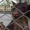 [Photo] Chú gấu rụng lông, gẫy hết răng vì bị rạp xiếc tra tấn