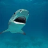 Ai Cập: Du khách bị cá mập cắn chết khi đang bơi ở bãi biển