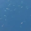 [Video] Cận cảnh chuyến di cư của hàng trăm con cá mập