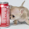 [Photo] Chú chó Chihuahua dễ thương, nhỏ nhất thế giới 