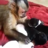 [Video] Chú khỉ sắm vai bảo mẫu dỗ dành và vuốt ve đàn chó con