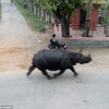 [Video] Tê giác làm loạn trên phố, húc chết một người phụ nữ