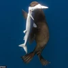 [Photo] Hải cẩu bất ngờ tấn công và xé xác chú cá mập con