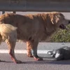 [Video] Chú chó nghẹn ngào khi chứng kiến cái chết của bạn