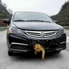 Chú chó sống sót thần kỳ dù bị xe ô tô đâm và "kéo lê" 400km