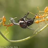 [Photo] Đàn kiến hung dữ lao vào tấn công, xâu xé chú ruồi