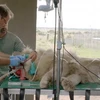 [Photo] Ca phẫu thuật đặc biệt của chú sư tử trắng quý hiếm
