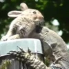 [Video] Thằn lằn trèo lên đỉnh cột điện để nuốt chửng con thỏ