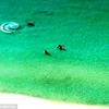 [Video] Cá mập đầu búa truy sát hai du khách đang bơi gần bờ