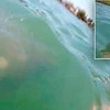 [Video] Cô gái hoảng loạn khi thấy con lợn biển bơi dưới chân