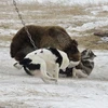 [Photo] Đàn chó "nổi điên" khi đối mặt với con gấu nâu hung dữ