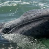 Cá voi xám gây bất ngờ với quãng đường di cư dài tới 10.880 km