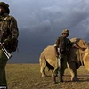[Photo] Con tê giác đực trắng cuối cùng được canh giữ nghiêm ngặt