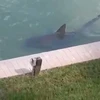 [Video] Người dân hốt hoảng khi thấy cá mập bơi ngay gần nhà