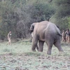 [Video] Người đàn ông suýt mất mạng khi bị con voi truy đuổi