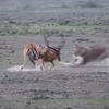 [Photo] Cận cảnh màn săn linh dương chớp nhoáng của sư tử