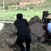 [Photo] Người dân chung sức cứu chú voi bị kẹt trong vũng lầy