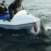 [Video] Con cá mập trắng điên cuồng tấn công đoàn làm phim