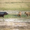 [Photo] Hai chú sư tử đói bất lực, loay hoay trước con hà mã