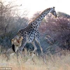 [Photo] Màn săn hươu cao cổ khốc liệt của chú sư tử đói