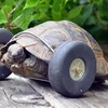 [Video] Chú rùa "hồi sinh" khi được lắp bánh xe làm chân giả
