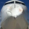 Máy bay bị chim đâm móp mũi, hành khách may mắn thoát chết 