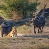 [Photo] Sư tử nhận bài học nhớ đời khi lao vào giữa đàn trâu rừng