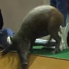 [Video] Chú lợn rừng gây náo loạn khi "đột nhập" cửa hàng quần áo