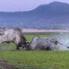 [Photo] Cận cảnh cuộc chiến bảo vệ lãnh thổ của hai con bò