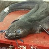 Ngư dân Anh sửng sốt khi bắt được cá chình khổng lồ dài tới 6m