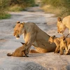 [Photo] Chú cáo con liều mạng đối đầu với đàn sư tử hung dữ